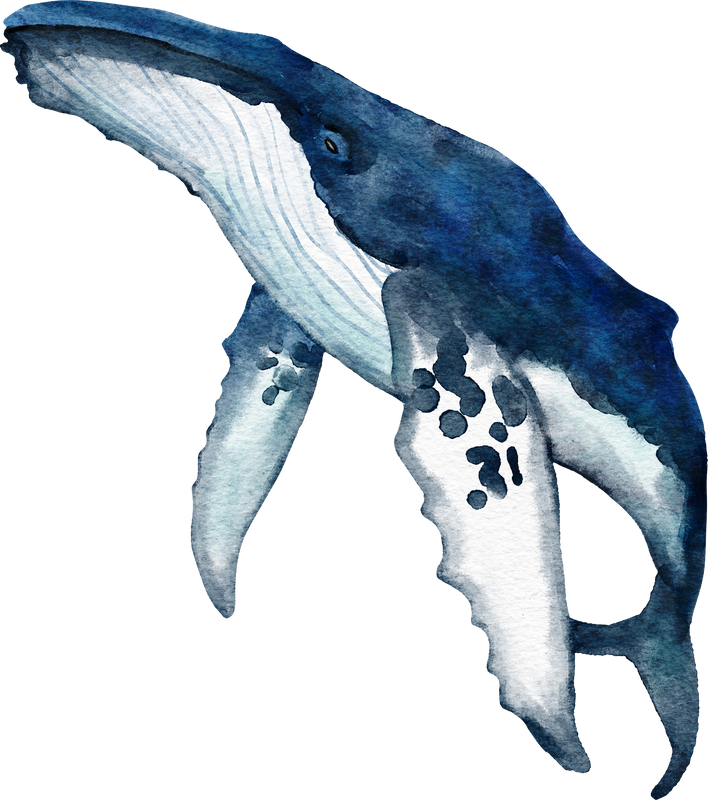 Whale Bottom